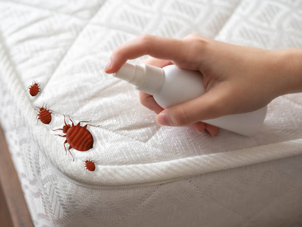 Best Insect Control  in South Farmingdale, NY