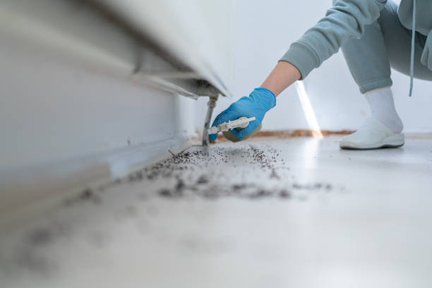 Best Flea Control Services  in South Farmingdale, NY